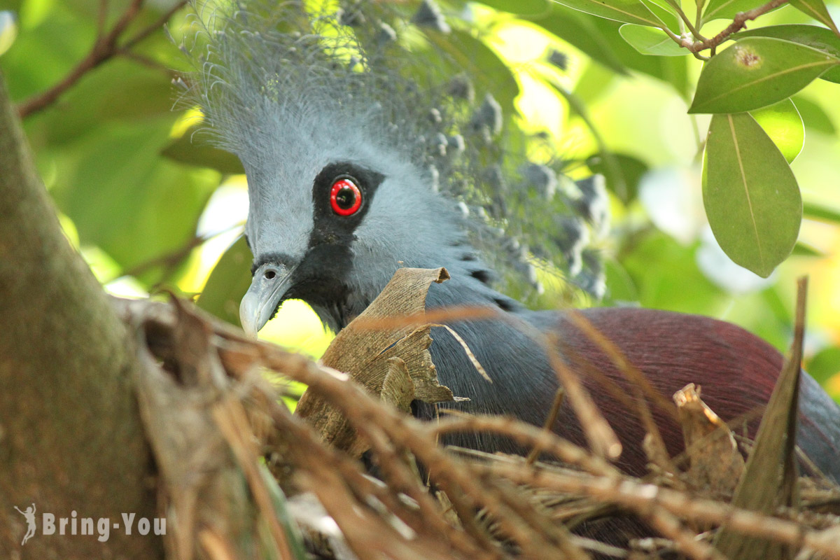 吉隆坡飞禽公园(KL Bird Park)