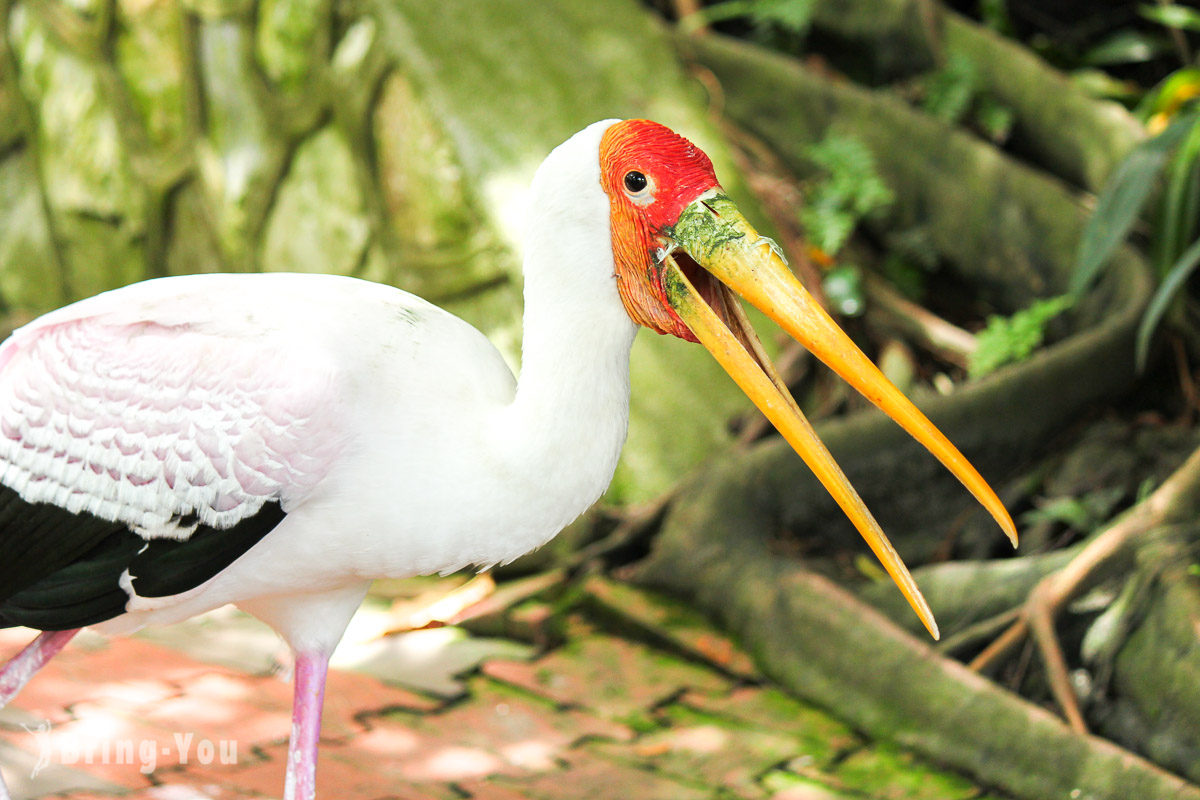 吉隆坡飞禽公园(KL Bird Park)