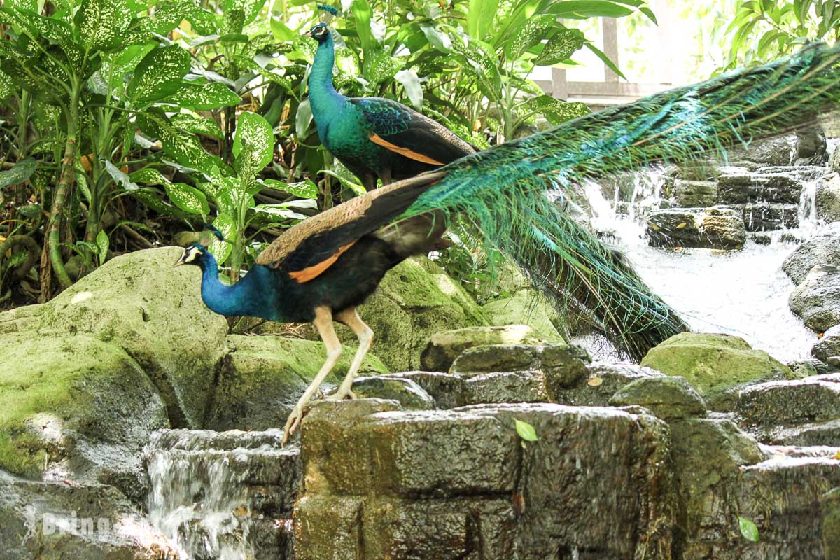 吉隆坡飞禽公园(KL Bird Park)