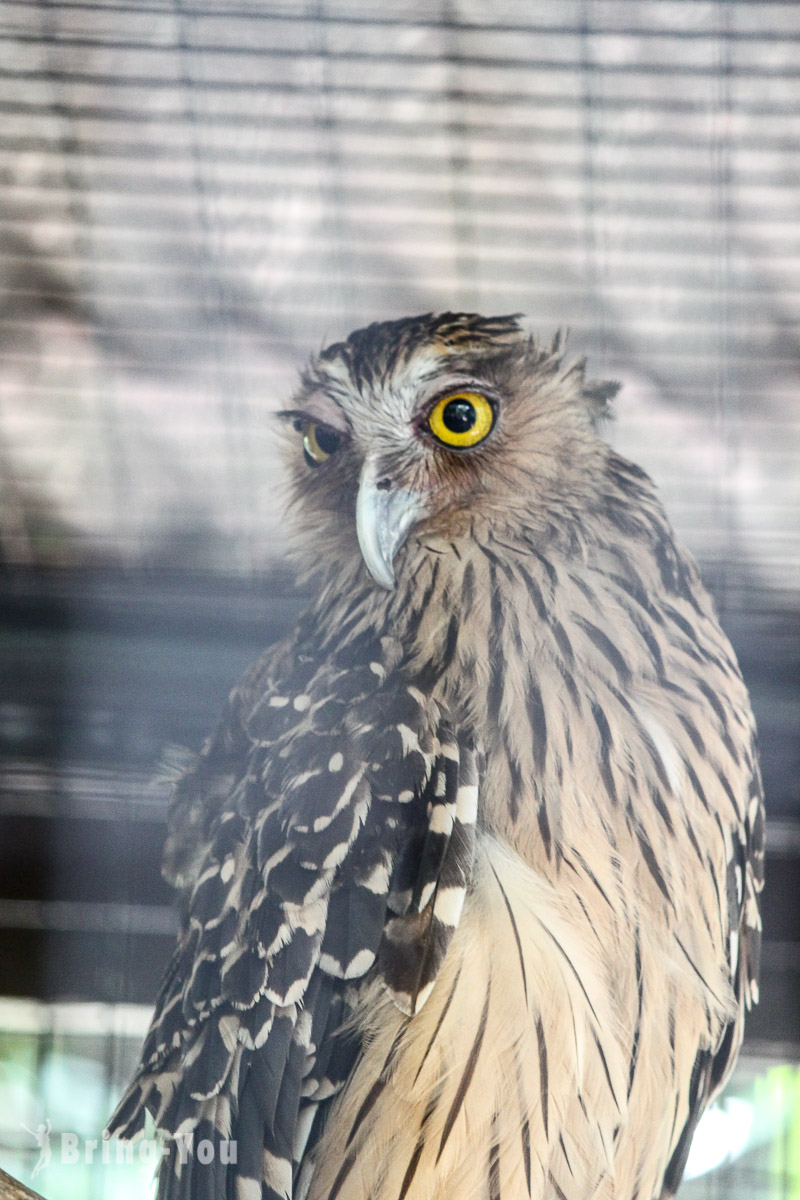 吉隆坡飞禽公园(KL Bird Park)