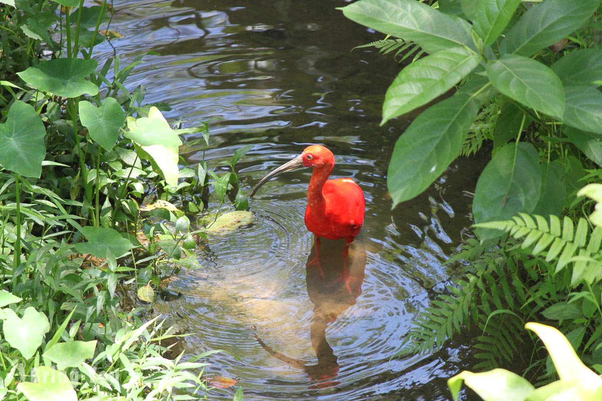 吉隆坡飞禽公园(KL Bird Park)
