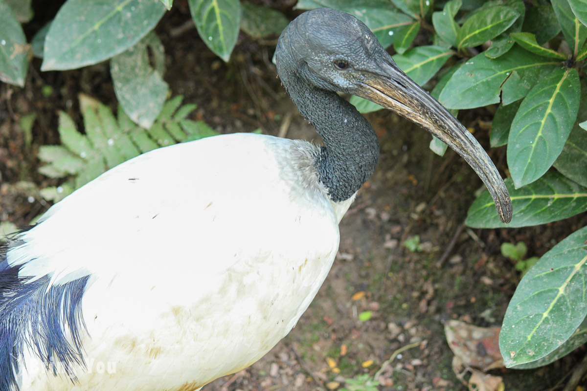 吉隆坡飞禽公园(KL Bird Park)