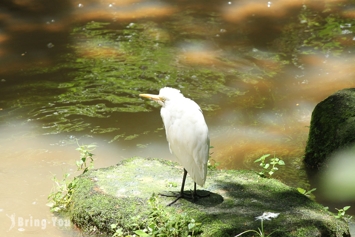 吉隆坡飞禽公园(KL Bird Park)
