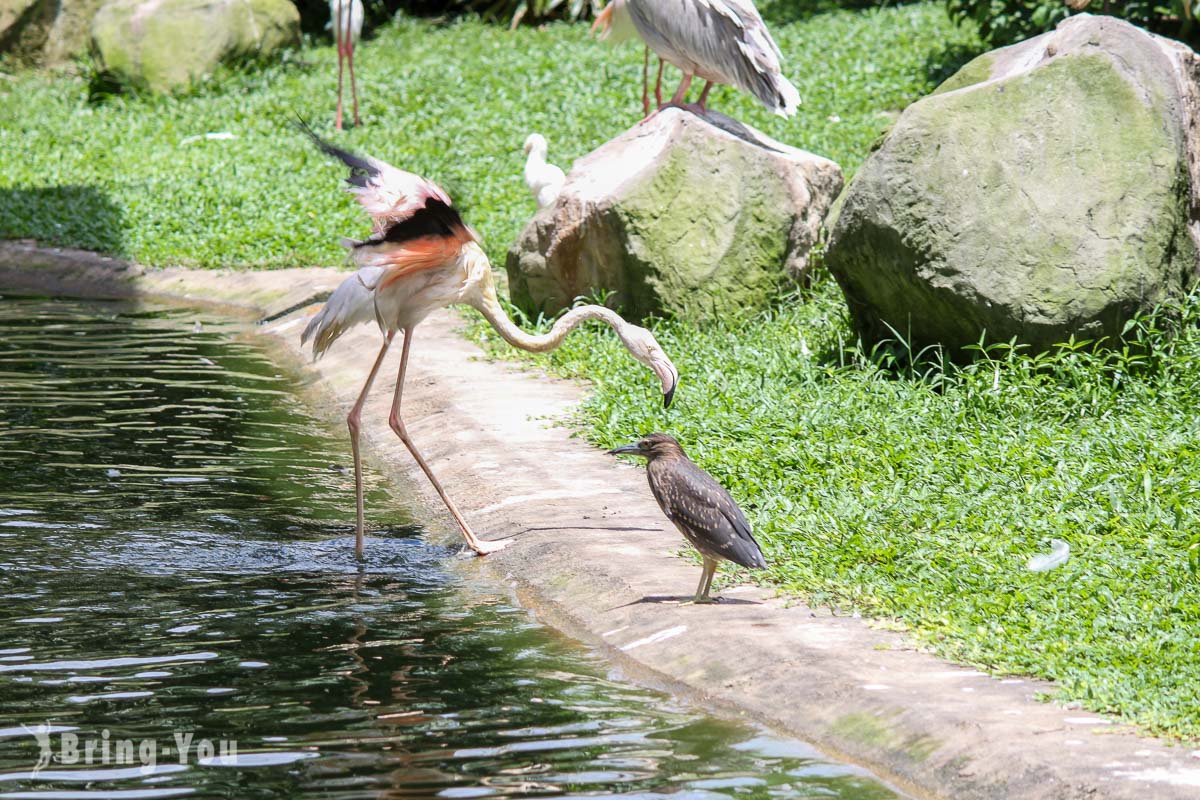 吉隆坡飞禽公园(KL Bird Park)