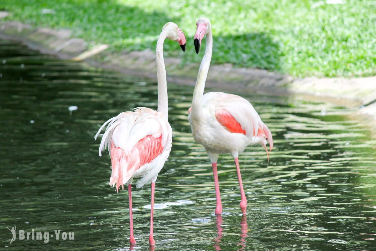 吉隆坡飞禽公园(KL Bird Park)