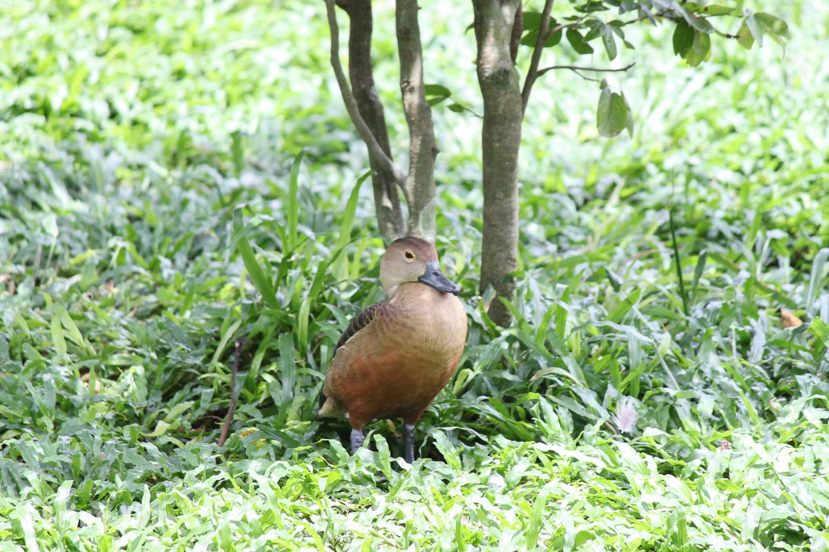 吉隆坡飞禽公园(KL Bird Park)
