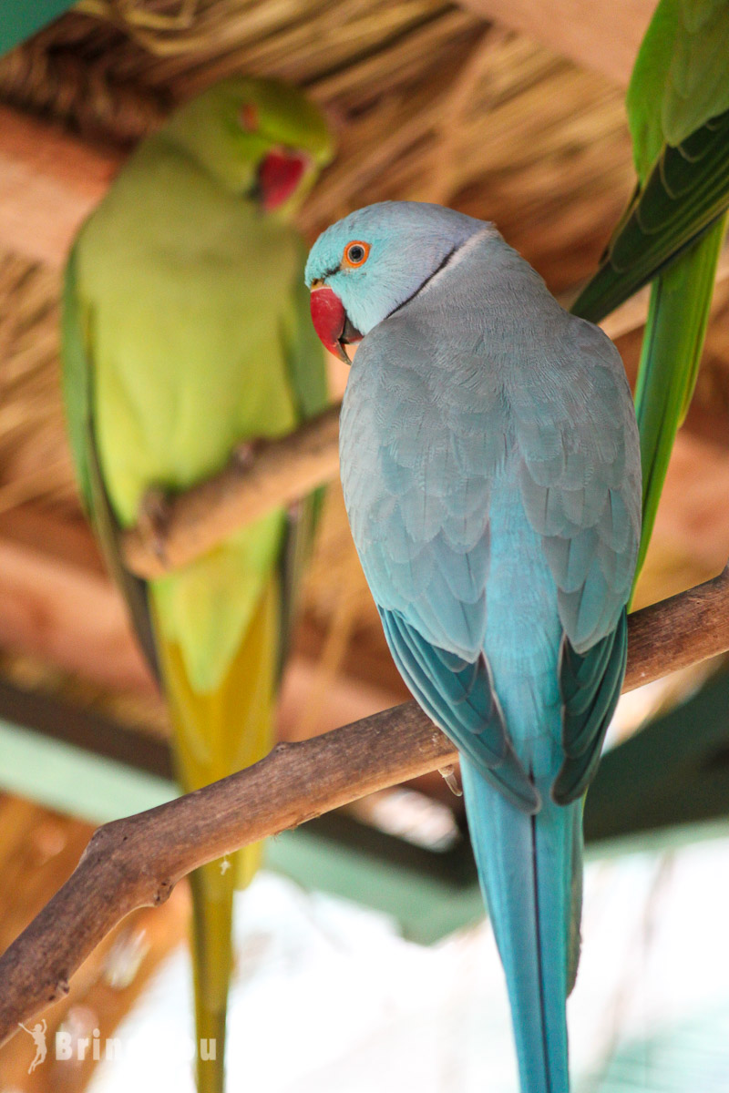 吉隆坡飞禽公园(KL Bird Park)