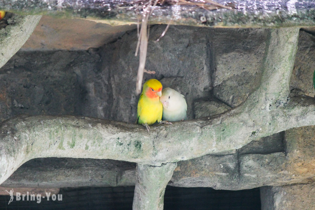吉隆坡飞禽公园(KL Bird Park)