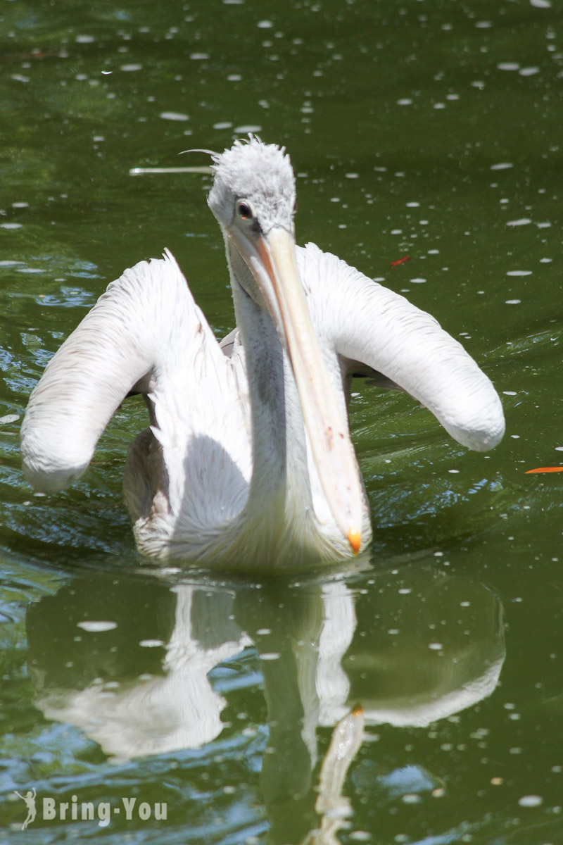 吉隆坡飞禽公园(KL Bird Park)