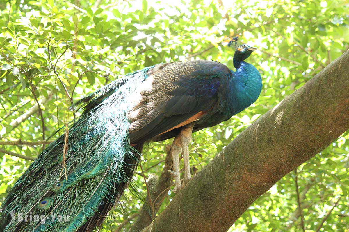 吉隆坡飞禽公园(KL Bird Park)