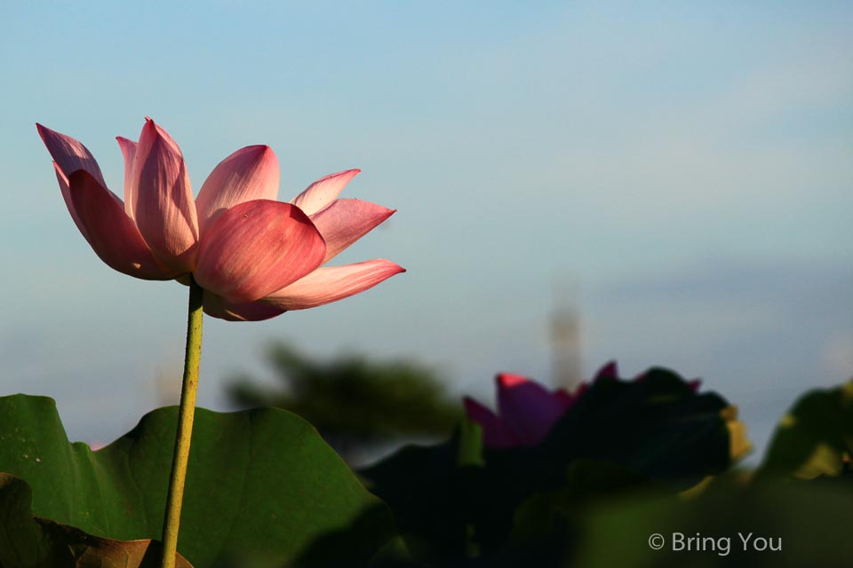 白河蓮花-5