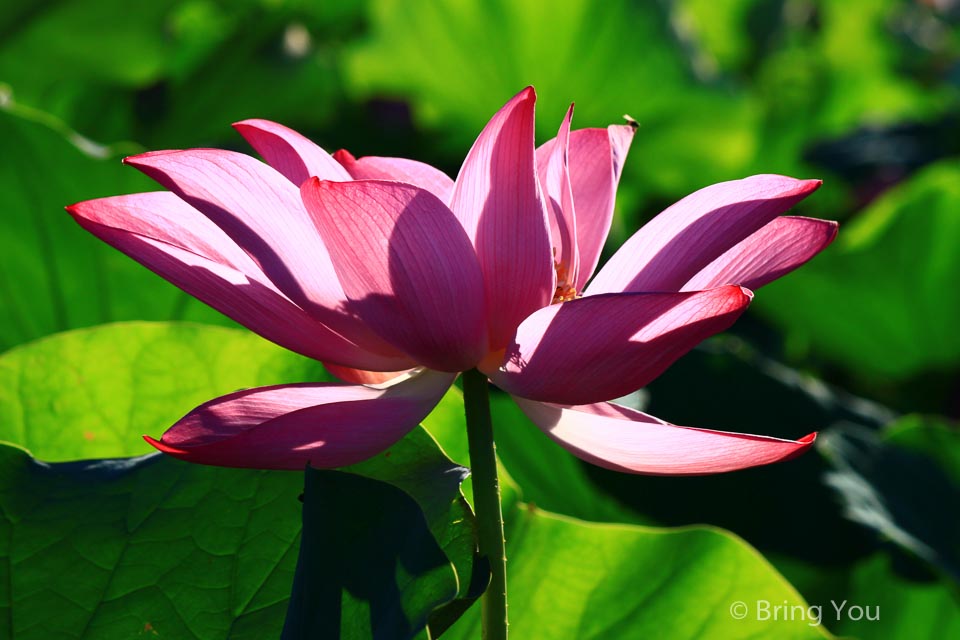 白河蓮花-8