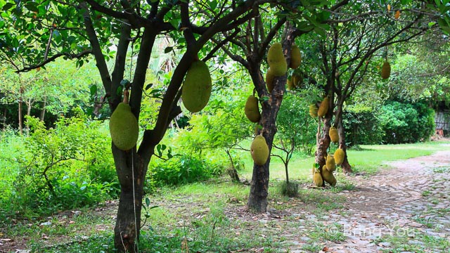 洲仔溼地公園-2