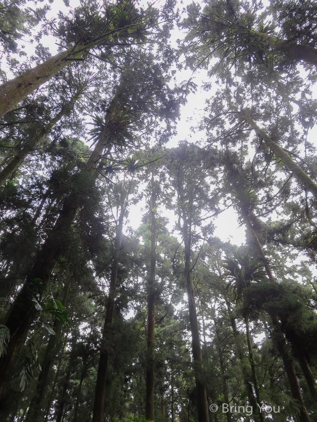 奮起湖a-31