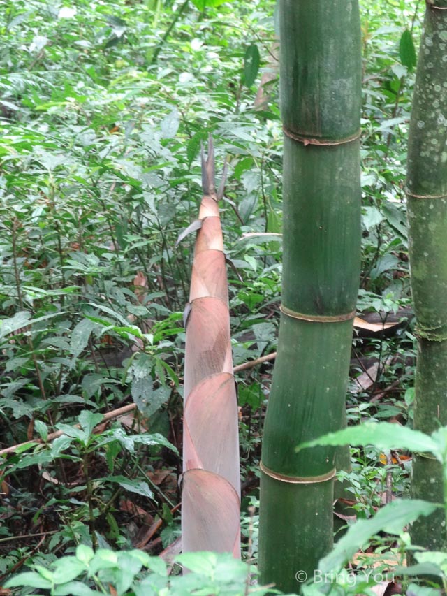 奮起湖a-40