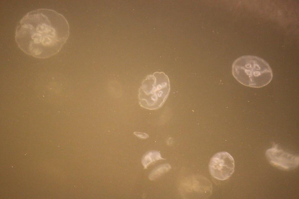 茄萣水母