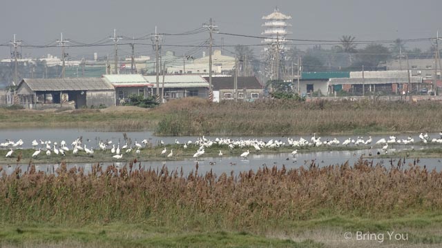 茄萣溼地公園 黑面琵鷺 彈塗魚-3