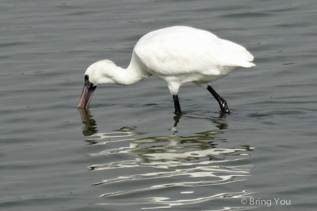 茄萣溼地公園 黑面琵鷺 彈塗魚-7