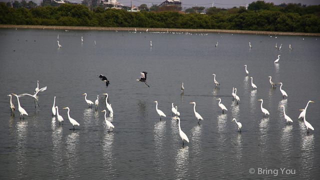騎單車之餘還可以賞鳥