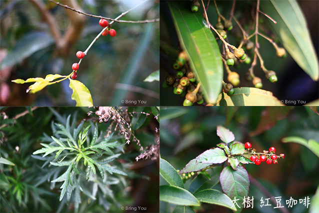 大樹 紅豆咖啡1