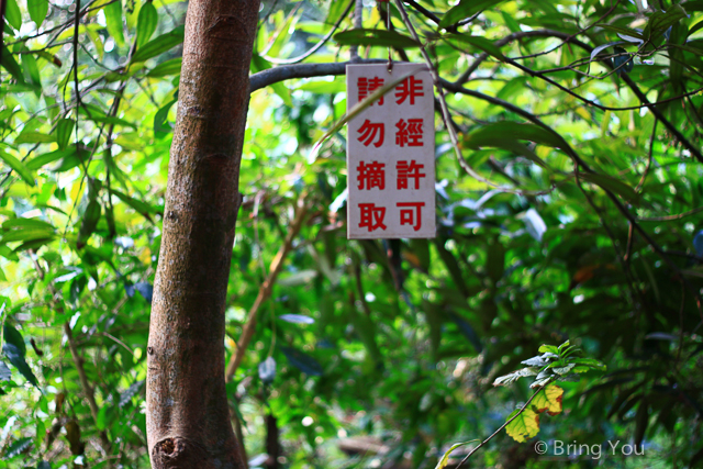 大樹美食 紅豆咖啡-10