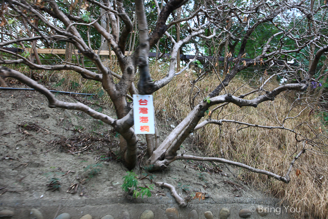四草綠色隧道-12