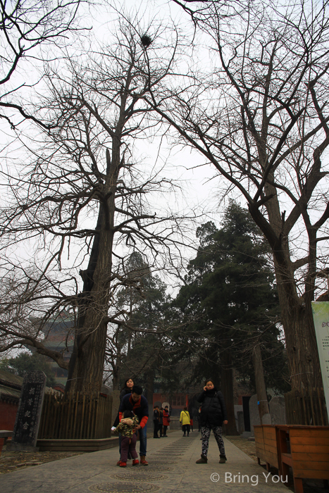 少林寺-34