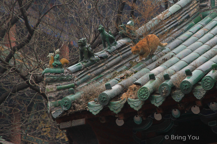 少林寺-37