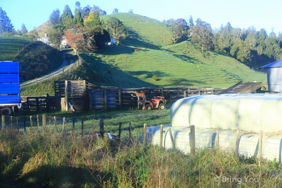 newzealand-headfirst-4