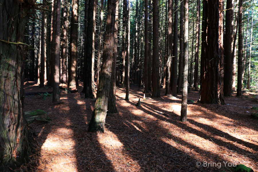 Redwoods Whakarewarewa Forest
