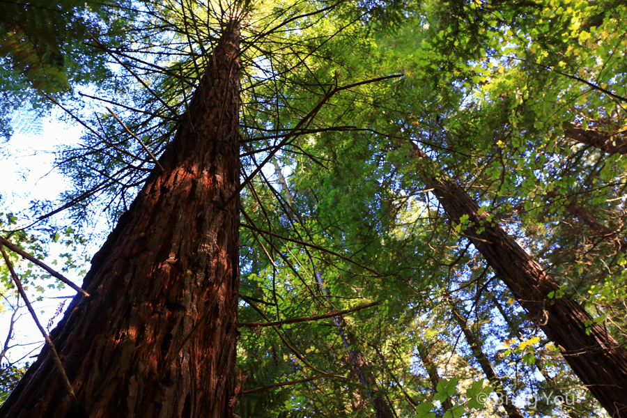 Redwoods Whakarewarewa Forest