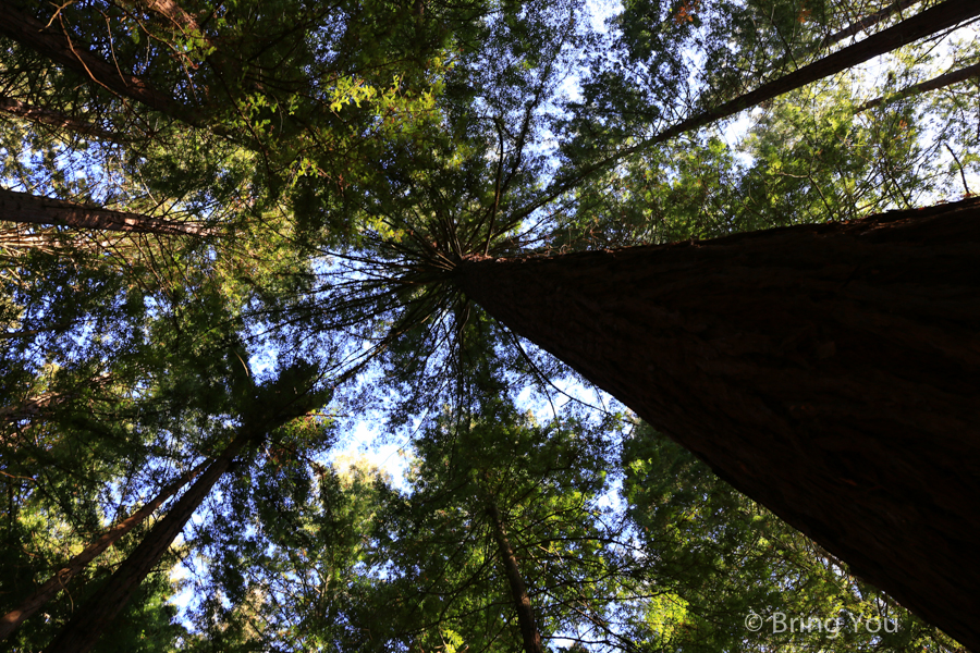 Redwoods Whakarewarewa Forest