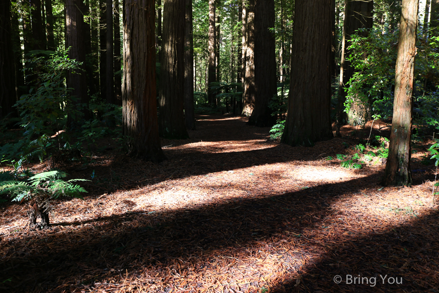 Redwoods Whakarewarewa Forest