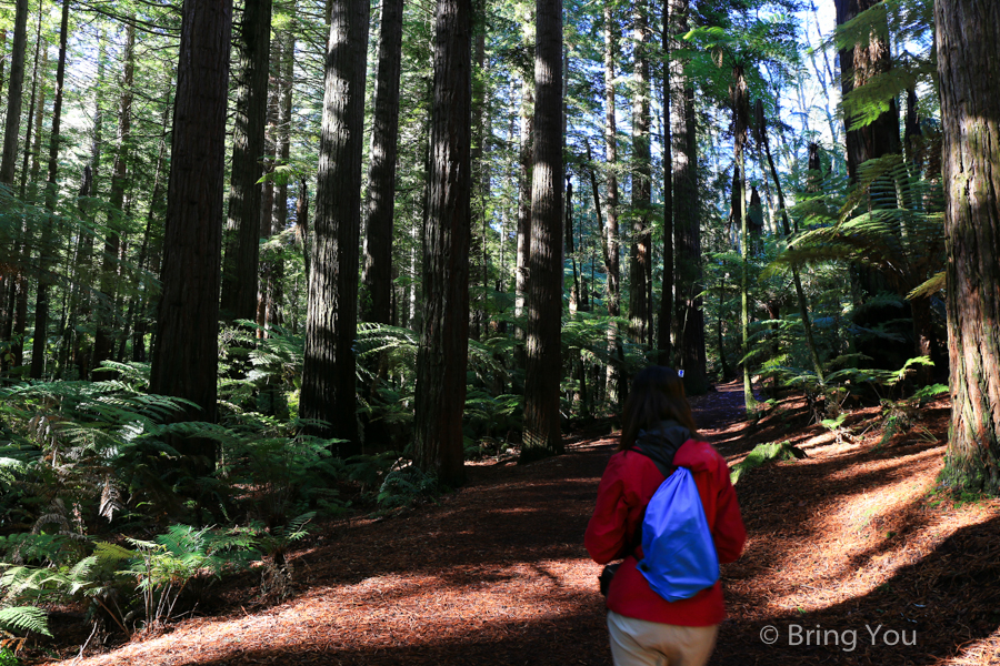 Redwoods Whakarewarewa Forest