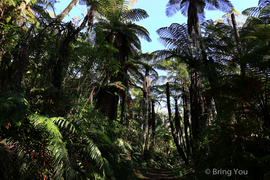 Redwoods Whakarewarewa Forest