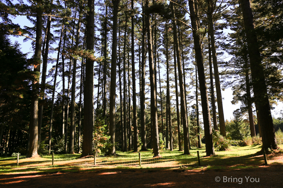 Redwoods Whakarewarewa Forest