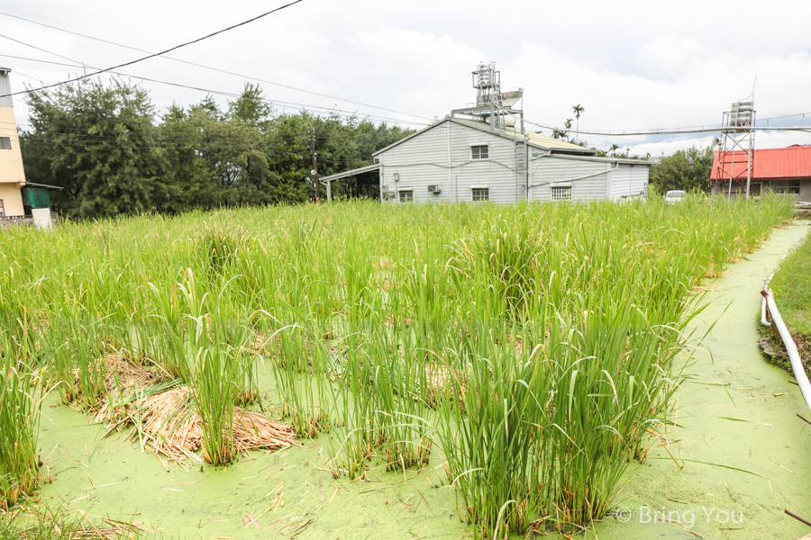 nantou-farm