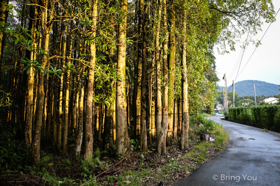 nantou-forest-2