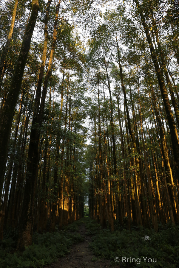 nantou-forest-3