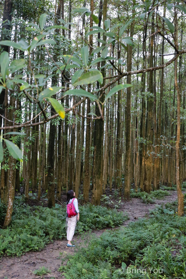 nantou-forest-4