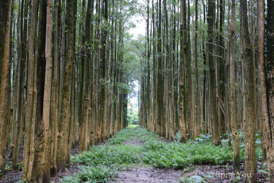 nantou-forest-5