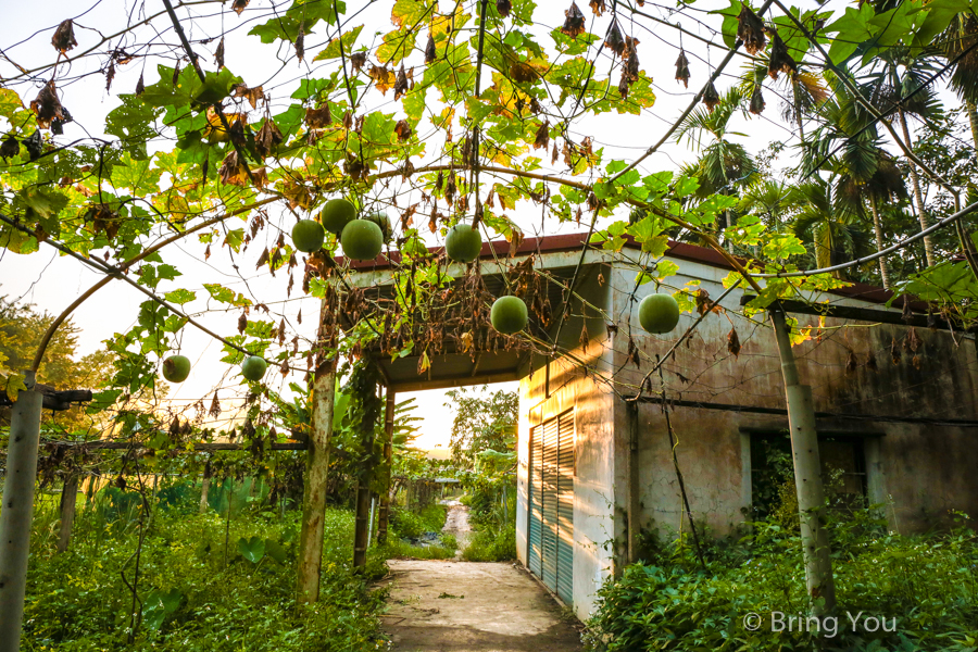 nantou-forest