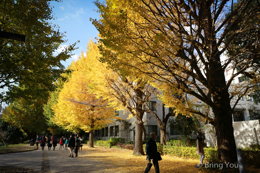 tokyo_university_gingko-2