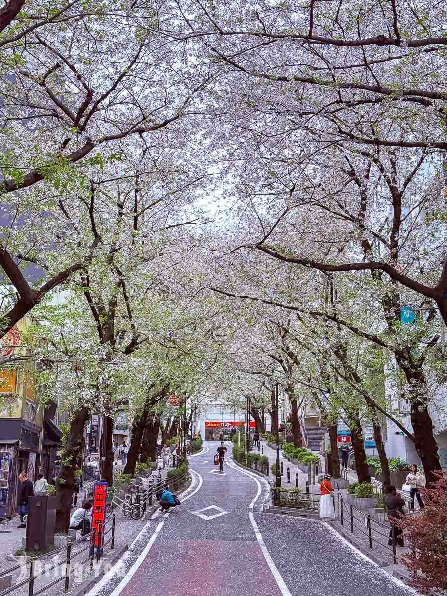 澀谷賞櫻景點|櫻丘