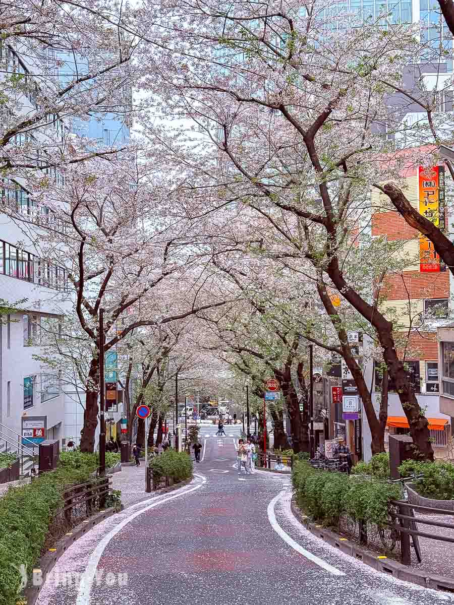 澀谷賞櫻景點|櫻丘