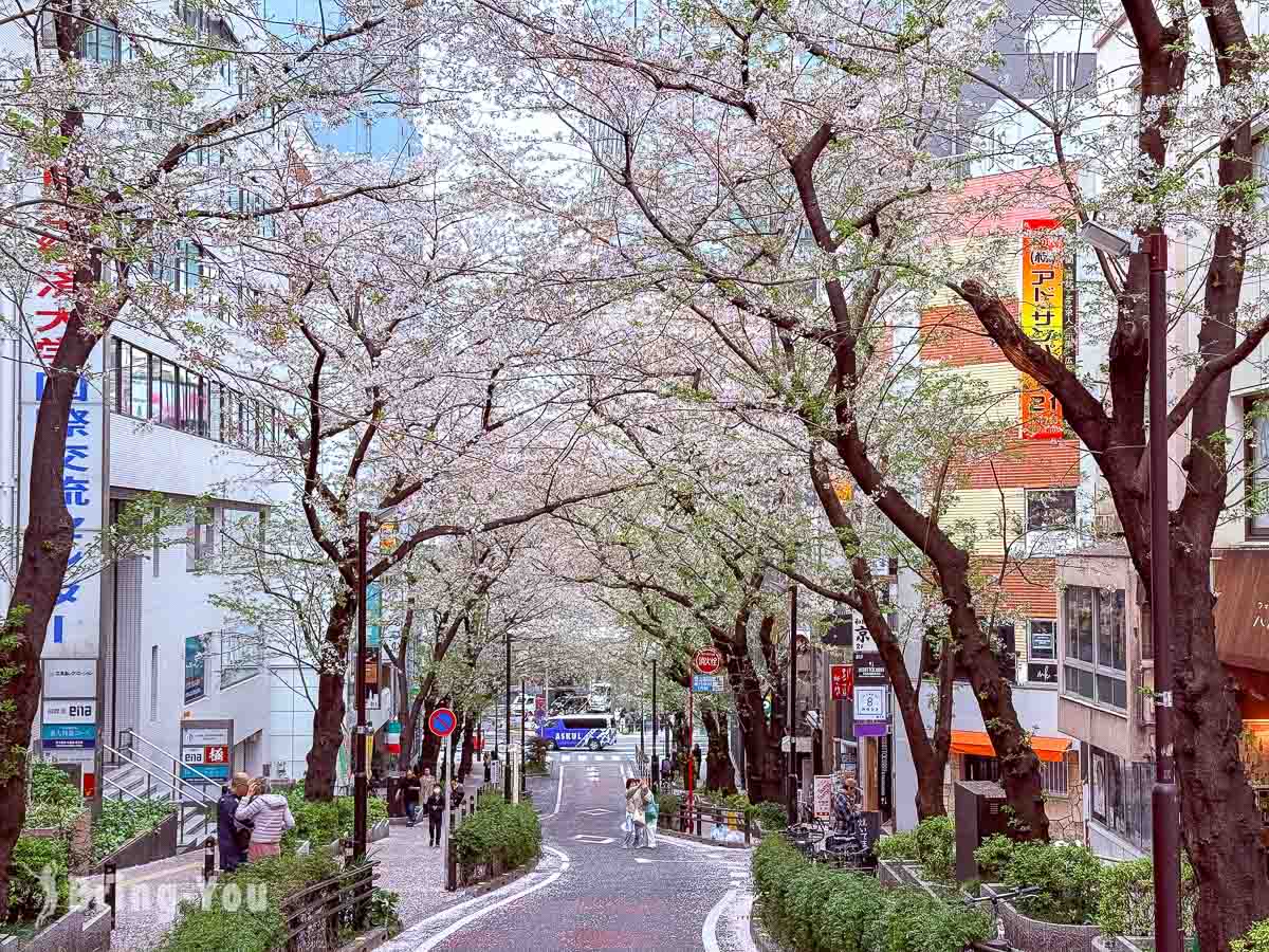 澀谷賞櫻景點|櫻丘