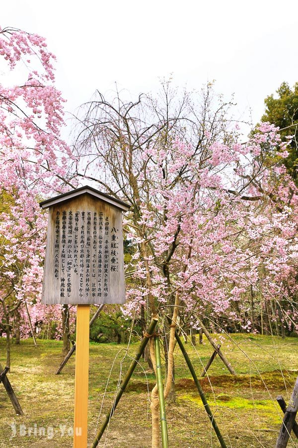 平安神宮櫻花