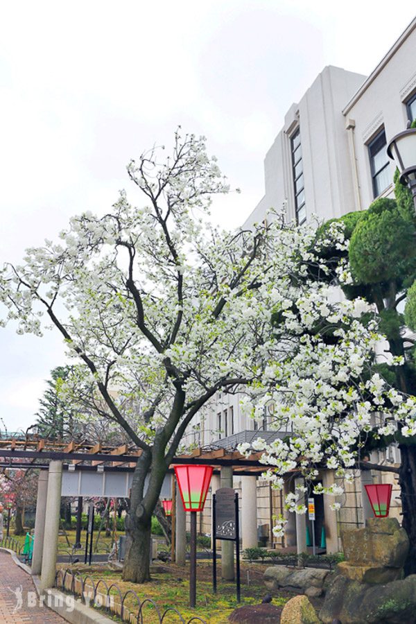 大阪造币局樱花通