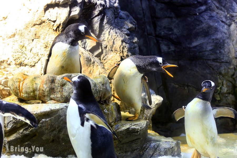 【2026大阪海遊館攻略】全球最大鯨鯊水族館，企鵝、水獺萌翻！門票、交通、必看明星懶人包