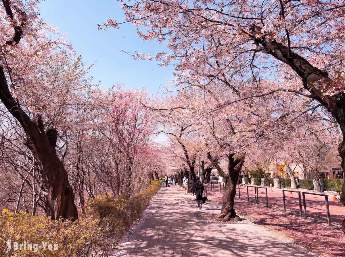 首爾自由行賞櫻景點